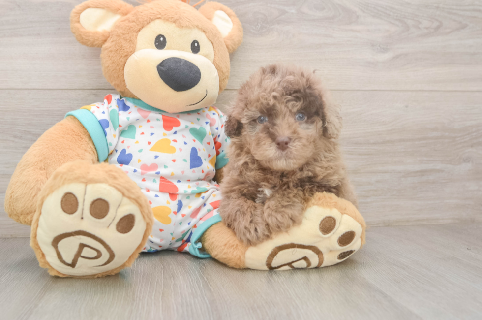 5 week old Havapoo Puppy For Sale - Pilesgrove Pups