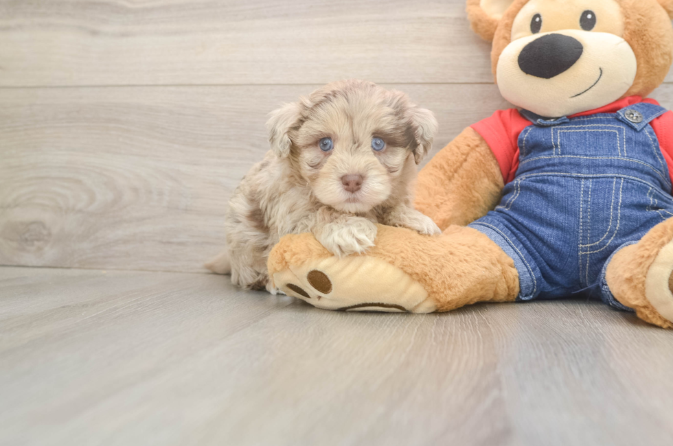 5 week old Havapoo Puppy For Sale - Pilesgrove Pups