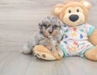 6 week old Havapoo Puppy For Sale - Pilesgrove Pups