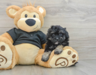 8 week old Havapoo Puppy For Sale - Pilesgrove Pups