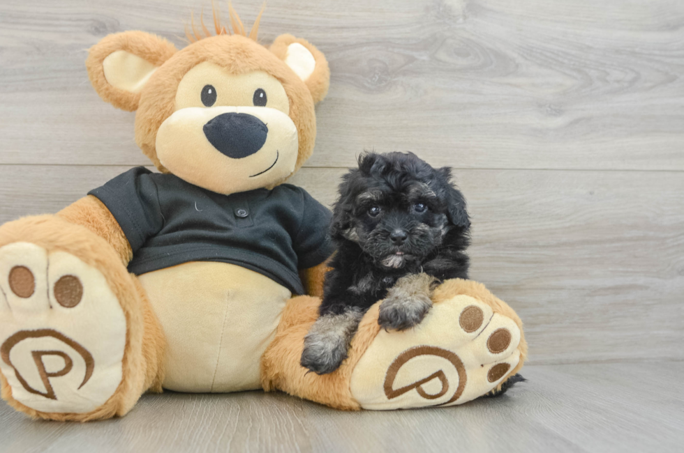 6 week old Havapoo Puppy For Sale - Pilesgrove Pups