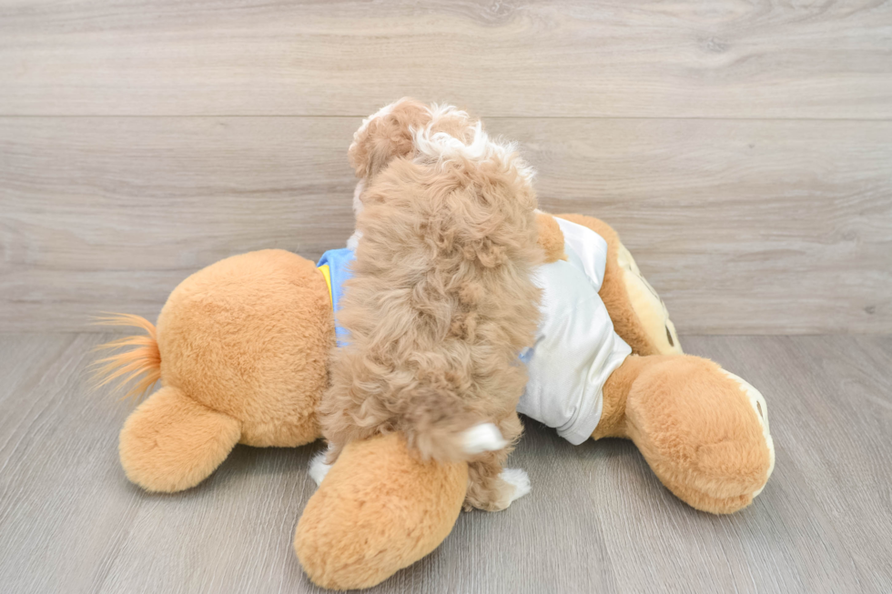 Friendly Havapoo Baby