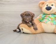 7 week old Havapoo Puppy For Sale - Pilesgrove Pups