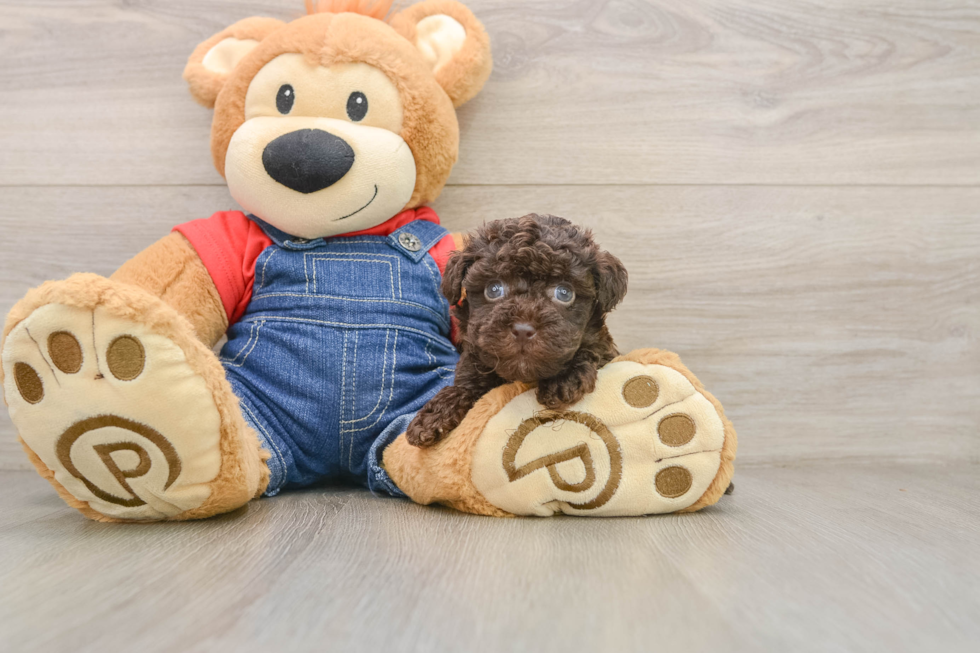 Smart Havapoo Poodle Mix Pup