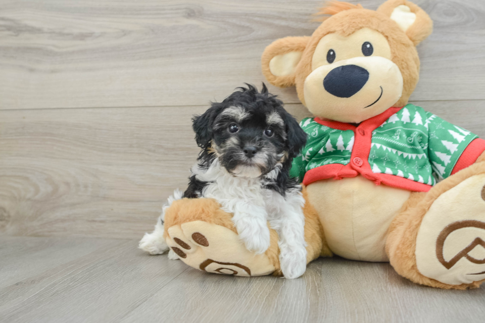 Fluffy Havapoo Poodle Mix Pup