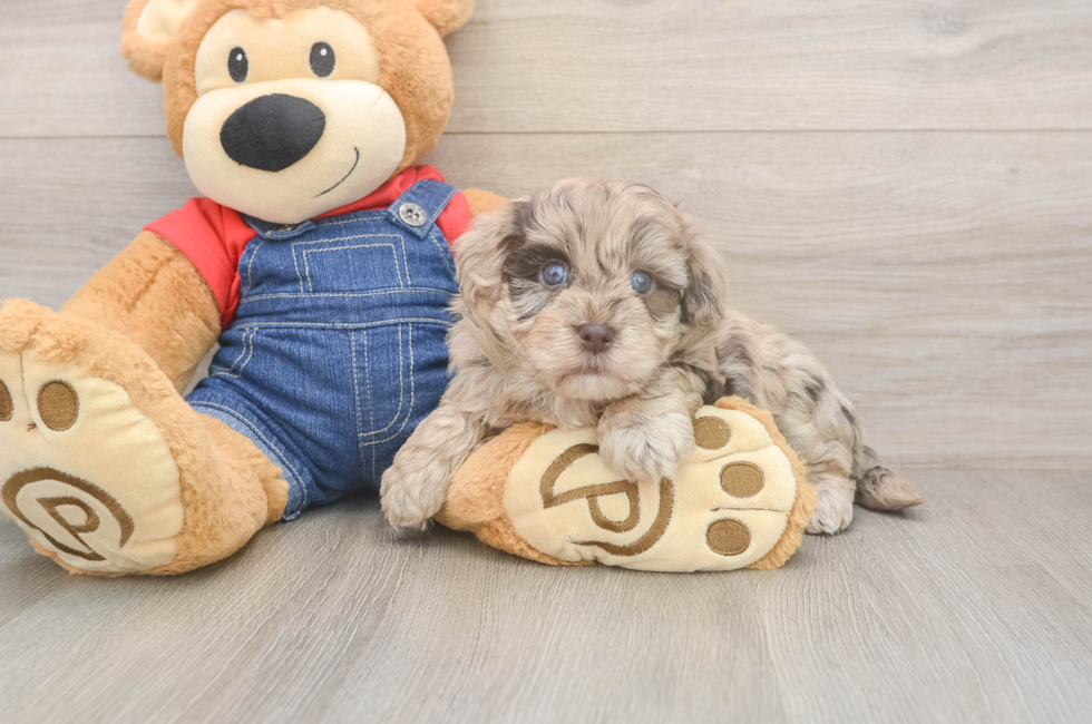 5 week old Havapoo Puppy For Sale - Pilesgrove Pups