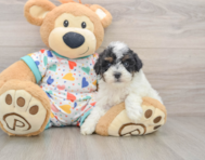 6 week old Havapoo Puppy For Sale - Pilesgrove Pups