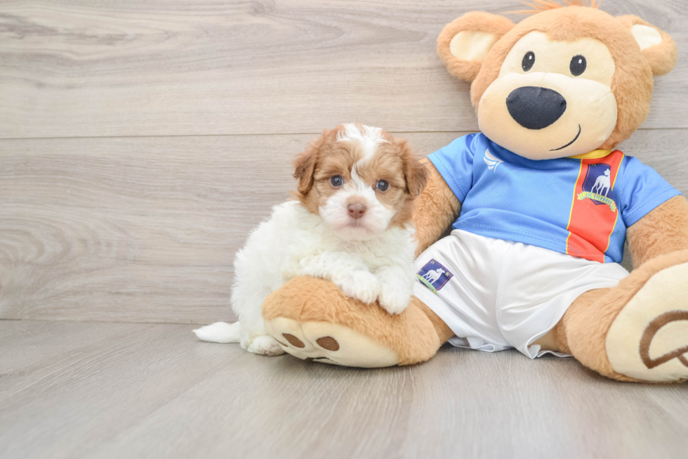 Havapoo Puppy for Adoption