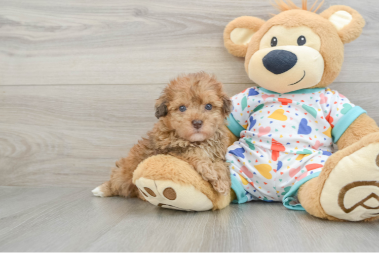 Playful Havadoodle Poodle Mix Puppy