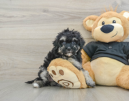 8 week old Havapoo Puppy For Sale - Pilesgrove Pups