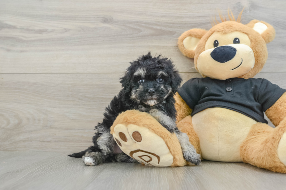 6 week old Havapoo Puppy For Sale - Pilesgrove Pups