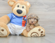 8 week old Havapoo Puppy For Sale - Pilesgrove Pups