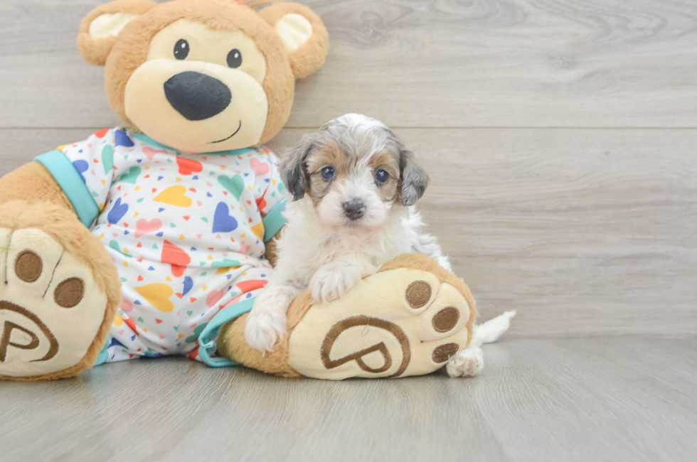 5 week old Havapoo Puppy For Sale - Pilesgrove Pups