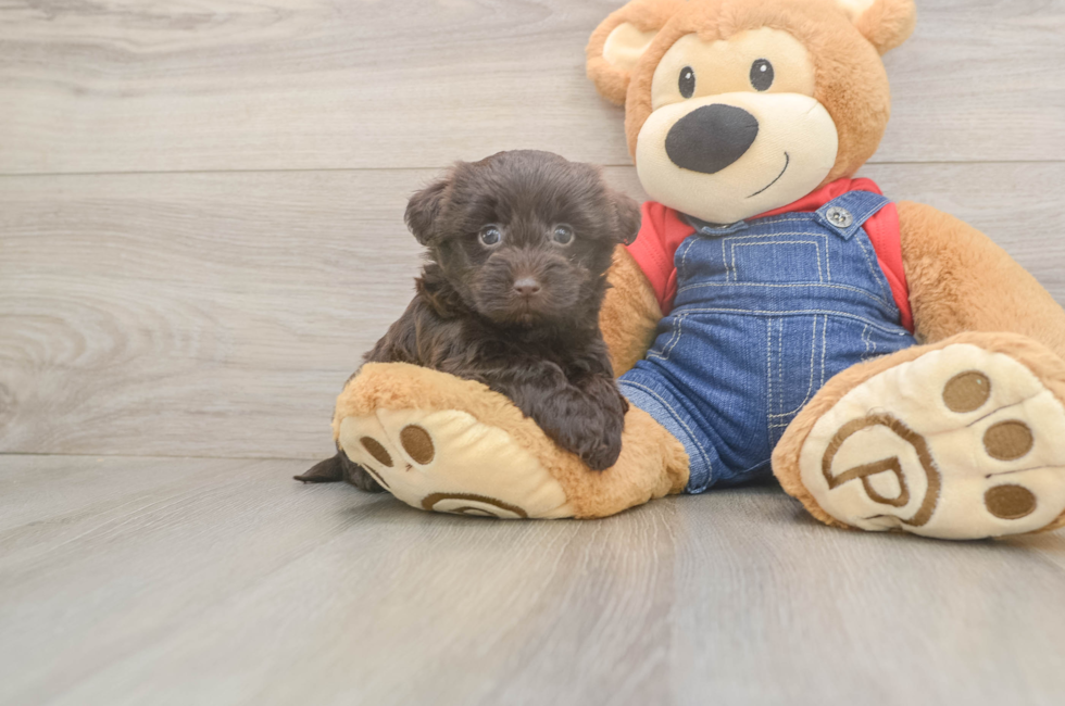 5 week old Havapoo Puppy For Sale - Pilesgrove Pups