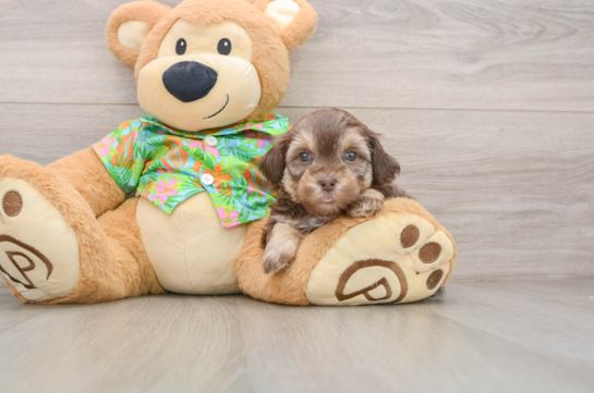 Petite Havapoo Poodle Mix Pup