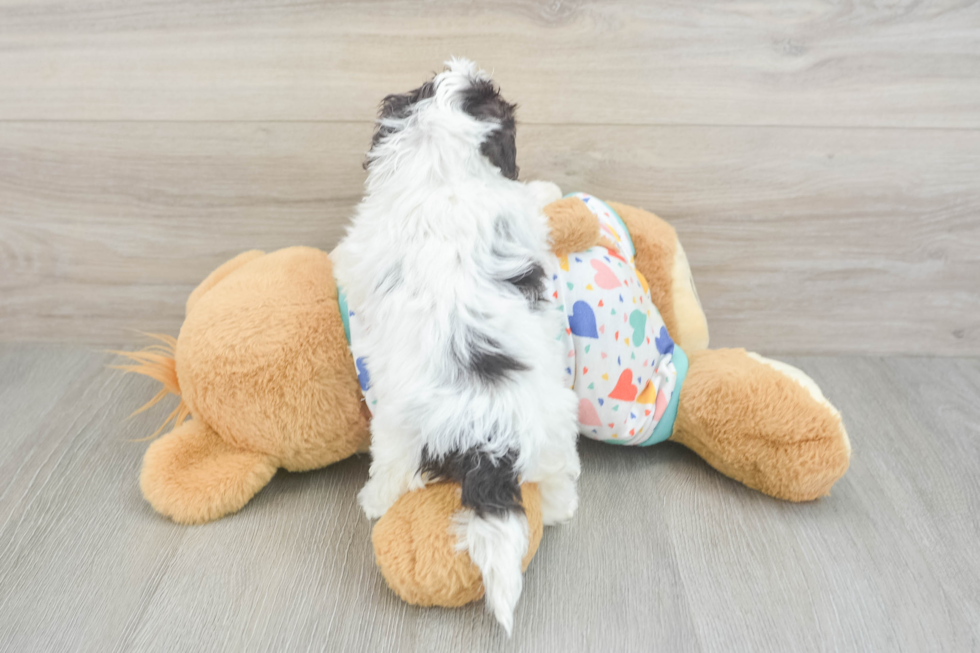 Havapoo Puppy for Adoption