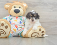8 week old Havapoo Puppy For Sale - Pilesgrove Pups
