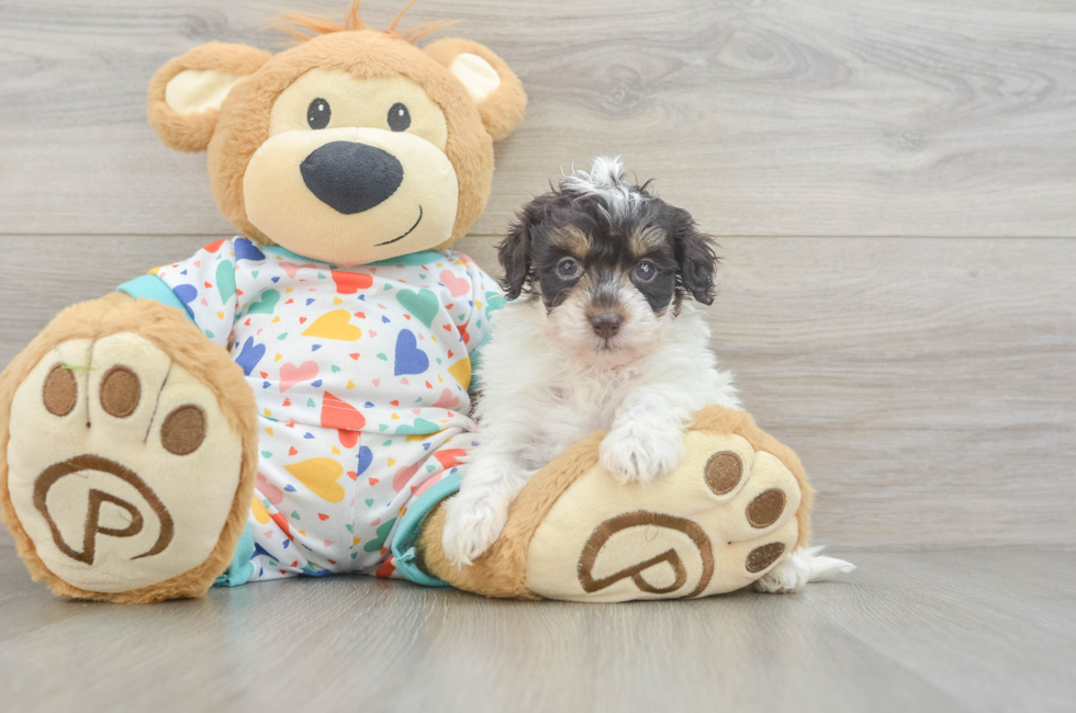 5 week old Havapoo Puppy For Sale - Pilesgrove Pups