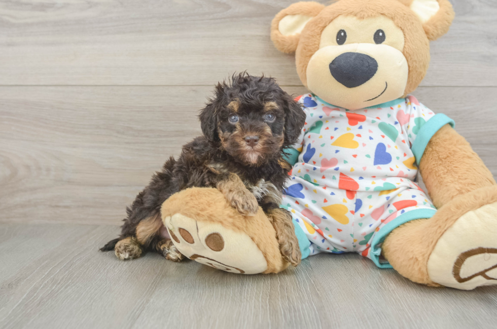 5 week old Havapoo Puppy For Sale - Pilesgrove Pups