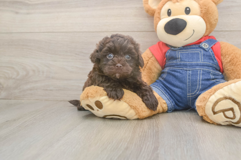 5 week old Havapoo Puppy For Sale - Pilesgrove Pups
