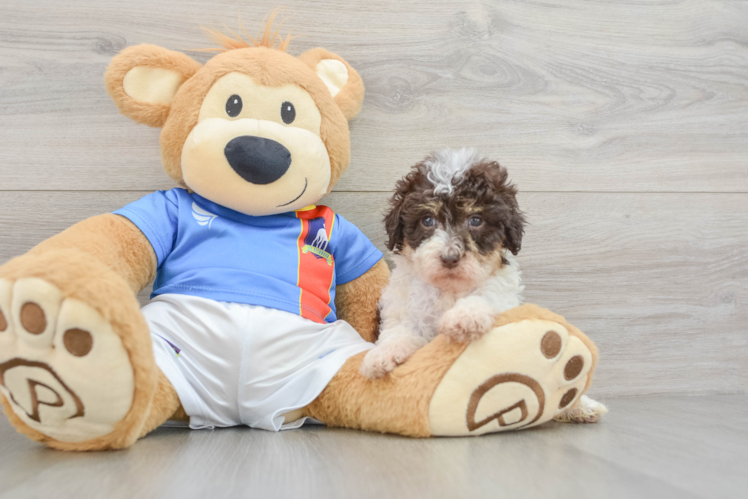 Little Havadoodle Poodle Mix Puppy
