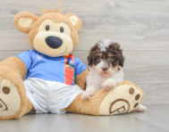 7 week old Havapoo Puppy For Sale - Pilesgrove Pups