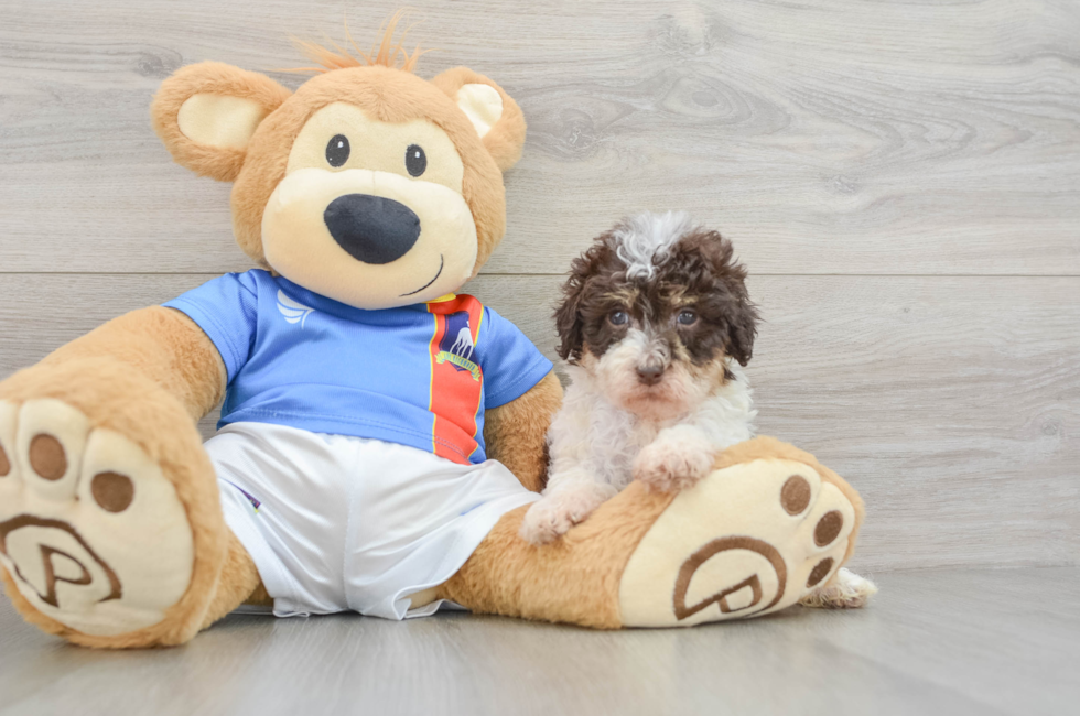 5 week old Havapoo Puppy For Sale - Pilesgrove Pups