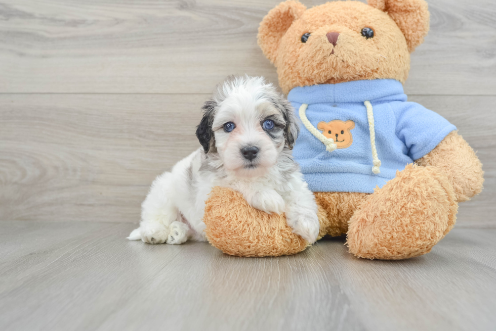 Fluffy Havapoo Poodle Mix Pup