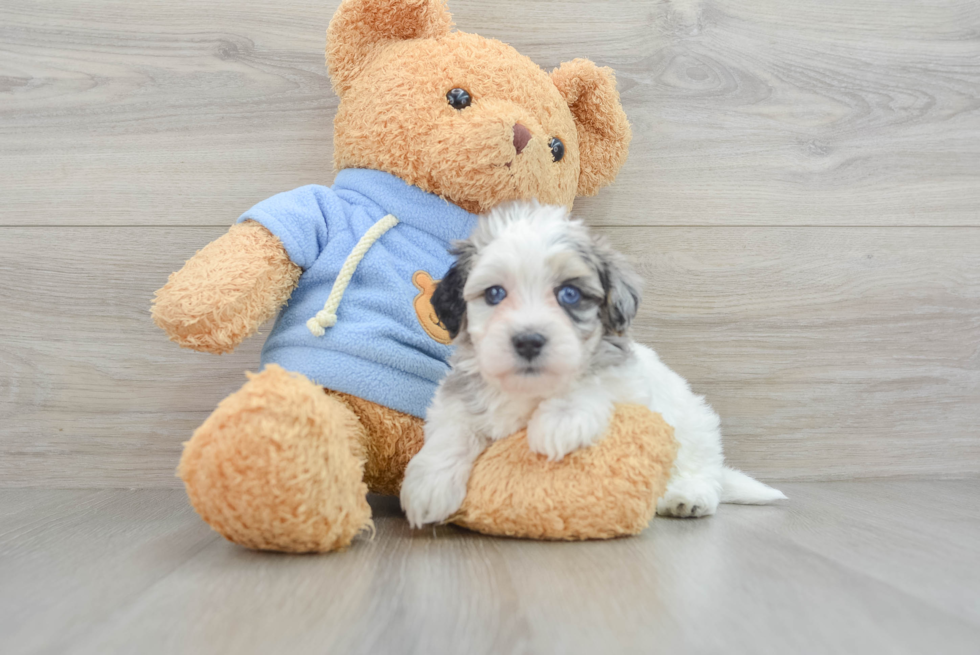 Popular Havapoo Poodle Mix Pup