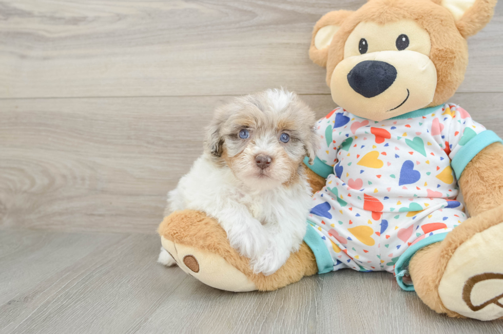 6 week old Havapoo Puppy For Sale - Pilesgrove Pups