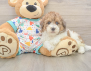 7 week old Havapoo Puppy For Sale - Pilesgrove Pups