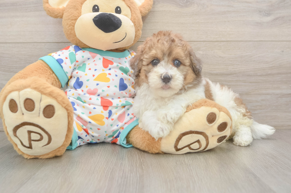 6 week old Havapoo Puppy For Sale - Pilesgrove Pups
