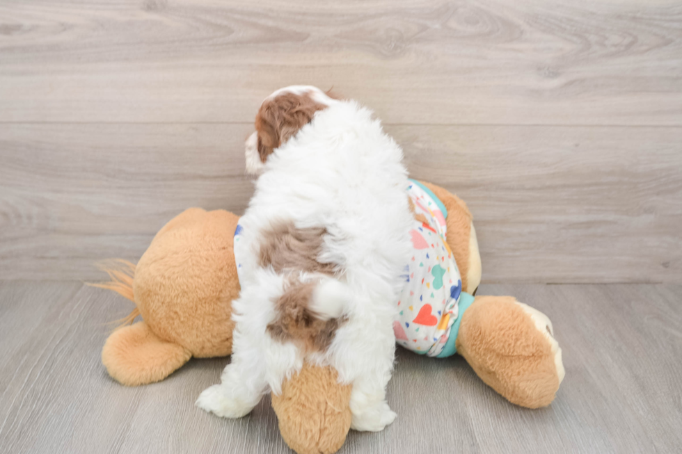 Smart Havapoo Poodle Mix Pup