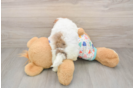 Havapoo Puppy for Adoption