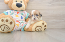 Funny Havapoo Poodle Mix Pup
