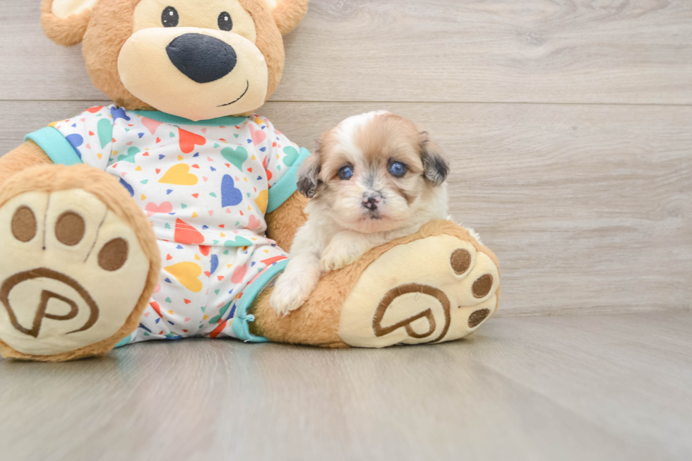 Funny Havapoo Poodle Mix Pup