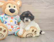 7 week old Havapoo Puppy For Sale - Pilesgrove Pups