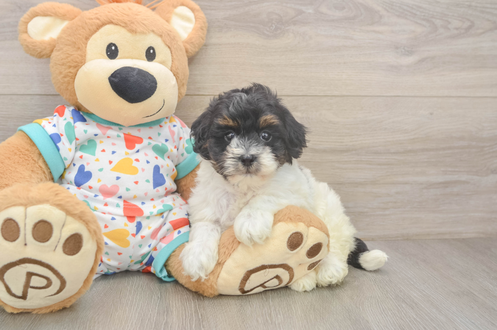 6 week old Havapoo Puppy For Sale - Pilesgrove Pups