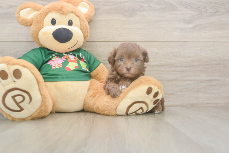 Havapoo Pup Being Cute