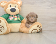 6 week old Havapoo Puppy For Sale - Pilesgrove Pups