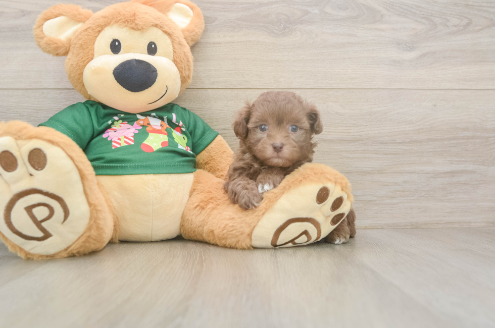 6 week old Havapoo Puppy For Sale - Pilesgrove Pups