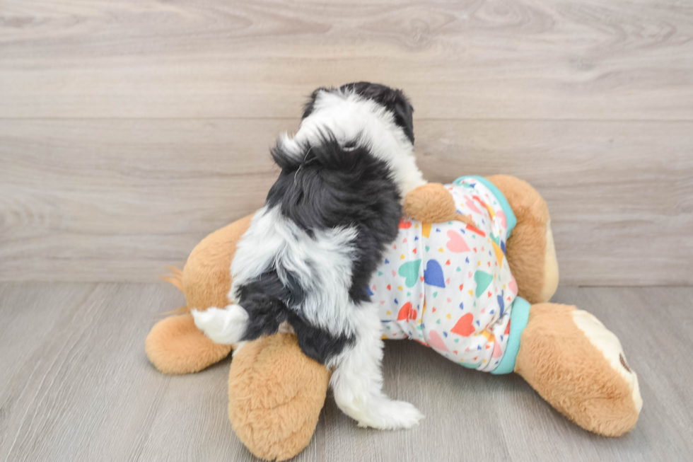 Popular Havapoo Poodle Mix Pup