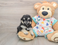 7 week old Havapoo Puppy For Sale - Pilesgrove Pups