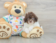 9 week old Havapoo Puppy For Sale - Pilesgrove Pups