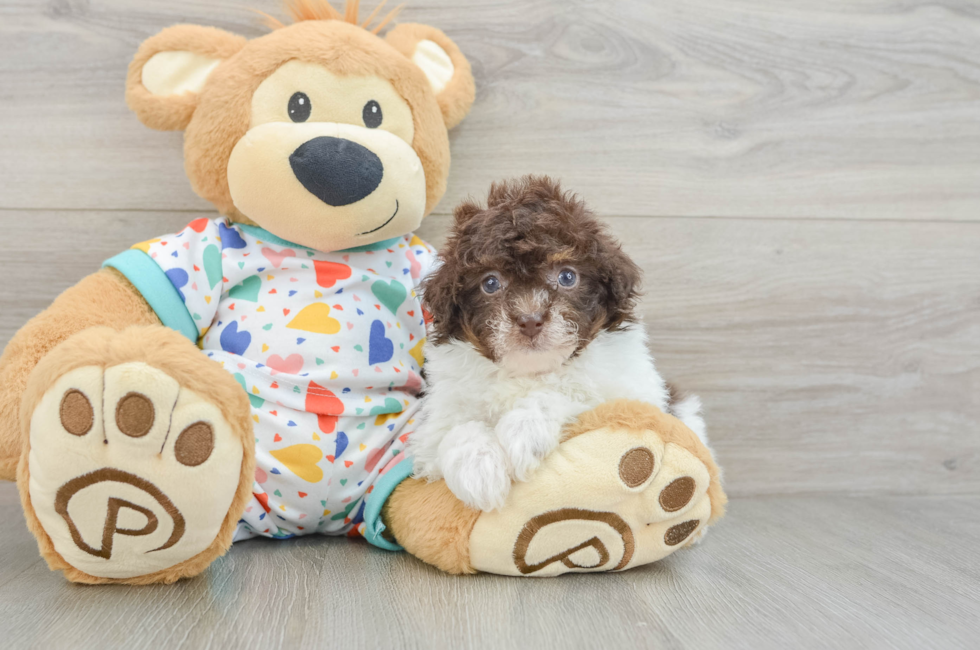 6 week old Havapoo Puppy For Sale - Pilesgrove Pups