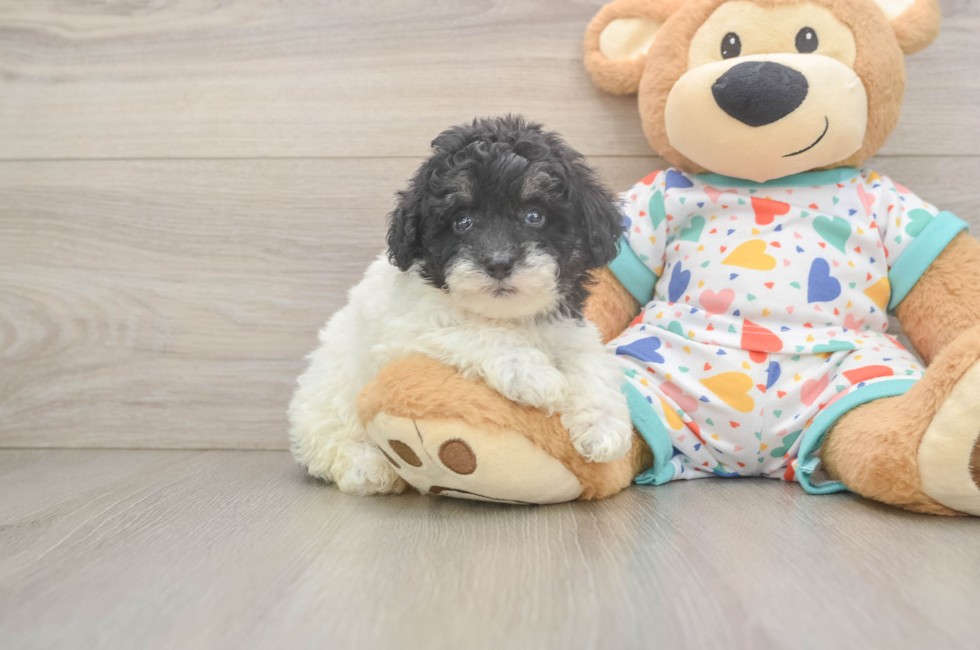 6 week old Havapoo Puppy For Sale - Pilesgrove Pups