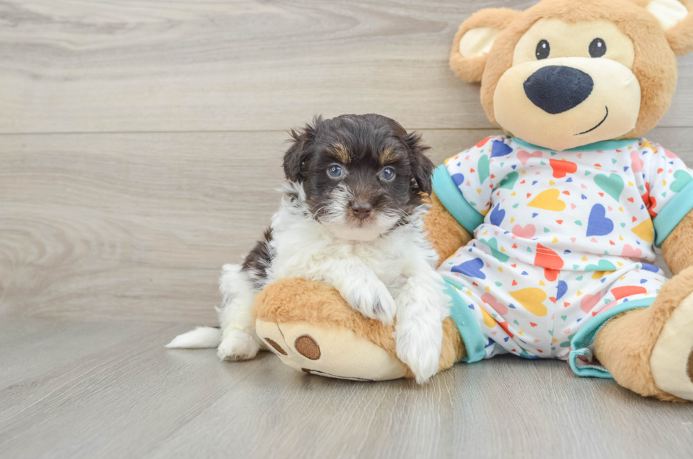 6 week old Havapoo Puppy For Sale - Pilesgrove Pups