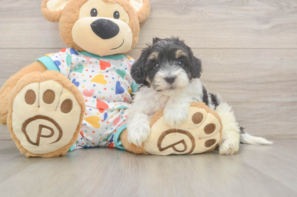 6 week old Havapoo Puppy For Sale - Pilesgrove Pups