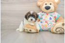 Havapoo Puppy for Adoption