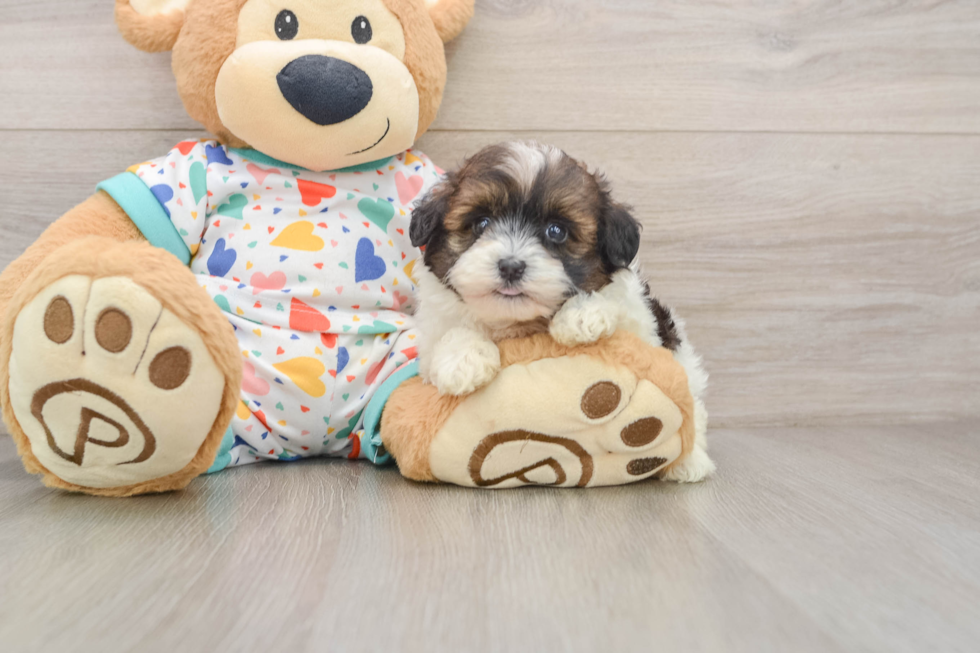 Havapoo Pup Being Cute